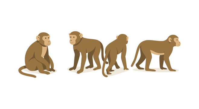 Realistic monkey poses set on white background for creative design projects