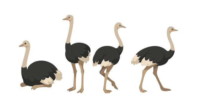 Ostrich poses collection: diverse postures of ostrich in flat style illustration