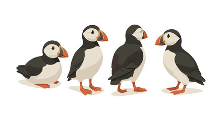 Obraz premium Group of atlantic puffins in various poses on white background