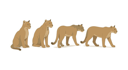 Realistic pumas: walking and sitting poses on white background