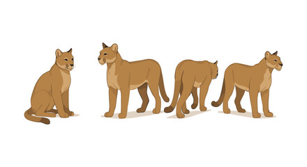 Puma in various poses: detailed wildlife graphic with neutral background