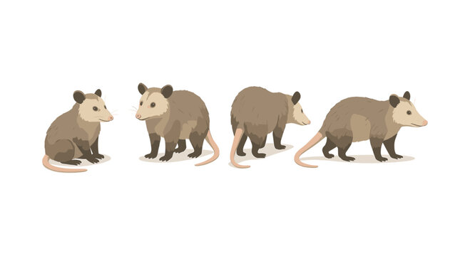 Set of cartoon opossums in different poses on white background