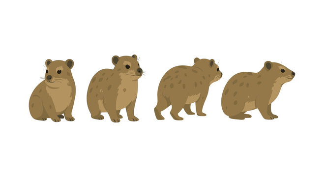 Cute rock hyraxes in various poses on white background