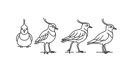 Linear evolution of bird sketch from front to side views