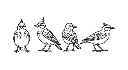 Obraz premium Set of linear bird drawings: four bird species with detailed patterns