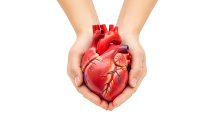 Human Hands Gently Holding a Detailed Anatomical Model of a Red Heart, isolated on a transparent background, cutout, PNG