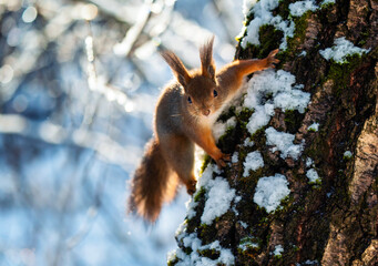Fototapeta premium A cute fluffy squirrel sits on a snow-covered tree trunk and looks straight ahead in a winter garden