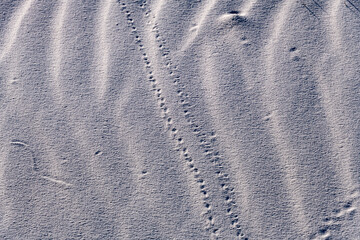 Tracks in sand ripples seen at White Sands National Park
