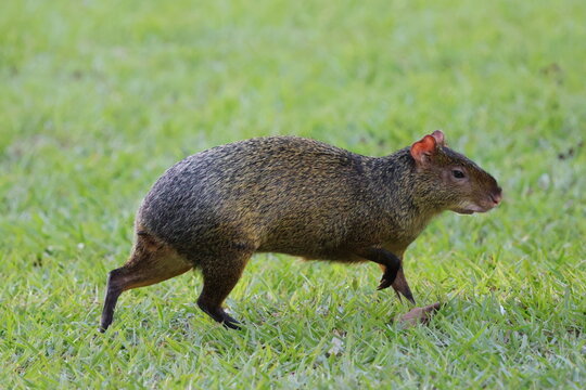 Littile rodent from brazilian Rain forest &acute;"Cutia"