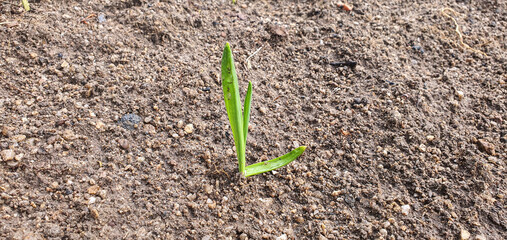 Extreme close-up of a small, vibrant green garlic seedling with a characteristic bend, pushing through the granular, rocky soil. Focus on detail and texture
