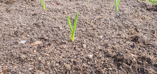 A lone, delicate green garlic sprout emerges from the moist, textured soil of a spring garden bed. Symbolizes resilience and new beginnings