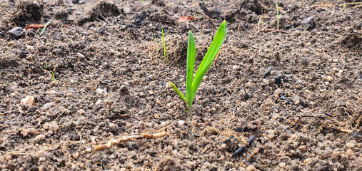 Vibrant, tall garlic shoot standing proudly in a cultivated garden. A perfect visual for sustainable success, environmental concepts, and farm-to-table narratives