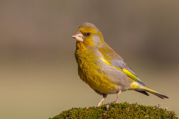 European Greenfinch Perched on Branch – Detailed Wildlife Bird Photography
