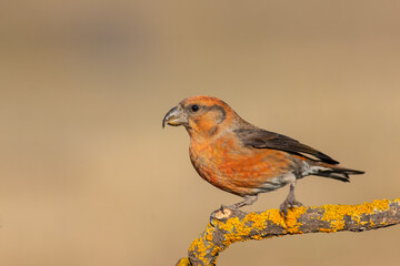 Common Crossbill Perched on Branch – Unique Wildlife Bird Photography