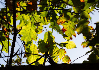 Autumn sunlight filters through the green and slightly browned leaves of a Northern Red Oak, highlighting their lobed shapes against the bright sky.
