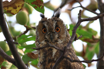 Long-eared Owl (Asio otus) perched on branch in natural forest habitat