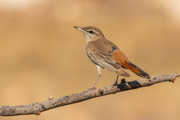 Rufous-tailed Scrub Robin (Cercotrichas galactotes) perched in natural habitat
