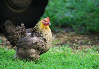 A multicolored chicken walks on the green grass
