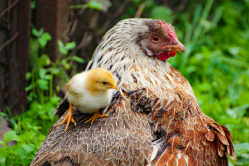 Chicken with chicken. A chicken sits on the back of a mother hen.