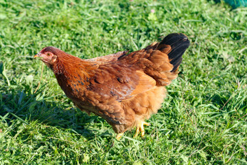 Chicken. A big colorful chicken walks on the grass.