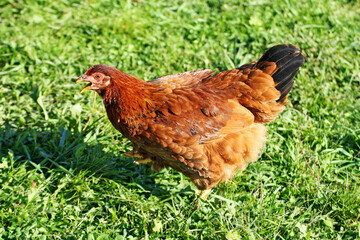 A large mottled hen stands with its beak open.