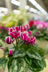 ふんわりボケ味に包まれたシクラメン