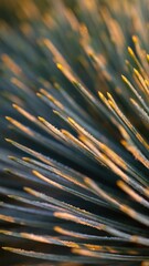 Obraz premium 4K Mega Christmas Tree Phone Background Set - Close-up shot of vibrant green needles, bathed in sunlight