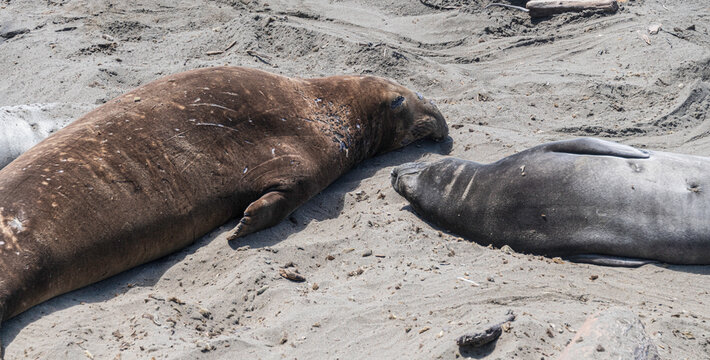 Northern Elephant Seal on the beach at Piedras Blancas CA