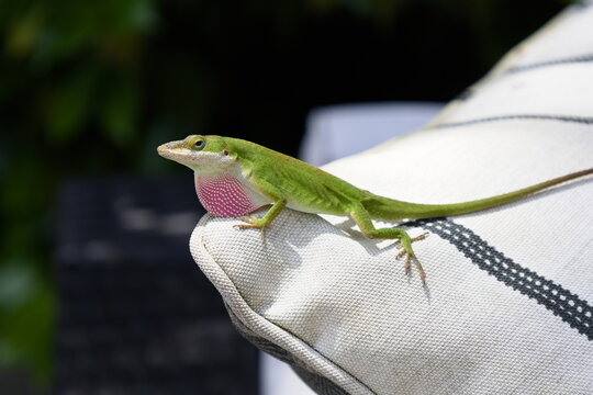Green anole extending dewlap on patio furniture