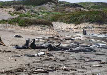 Northern Elephant Seal on the beach at Piedras Blancas CA