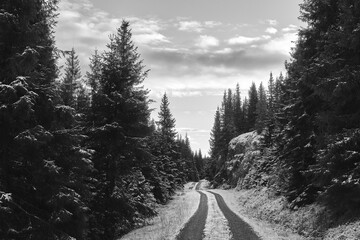 A forest road in the Stillvatndalen Valley, Toten&aring;sen Hills, Norway, November 2025.