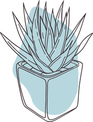 Succulent plant in pot with blue background potted plant