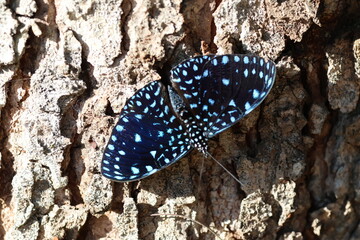 Beautiful brazilian butterfly - Pantanal Rain Forest