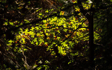 Vibrant autumn foliage, with leaves in various shades of green, yellow, and red, illuminated by soft sunlight filtering through the branches of trees.