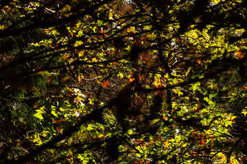 Vibrant autumn foliage, with leaves in various shades of green, yellow, and red, illuminated by soft sunlight filtering through the branches of trees.
