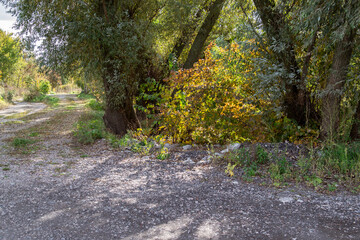 path in the park