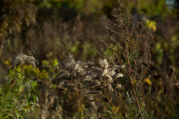 dried flowers on a meadow in autumn