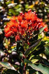 Redflower gum (Corymbia ficifolia) in bloom near Downey Point CA