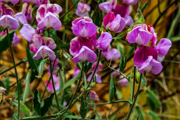 Sweet Pea (Lathyrus odoratus) in full bloom
