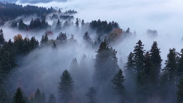 Thick morning fog drifts through a scenic, forested Pacific Northwest landscape near Portland, Oregon. Fog and mist forms when moist air cools to its dew point, causing water vapor to condense.