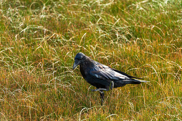 Raven in dew covered grass
