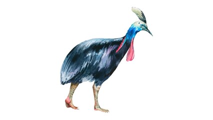 Watercolor Cassowary Illustration Hand Painted Flightless Bird Wildlife Art - 1