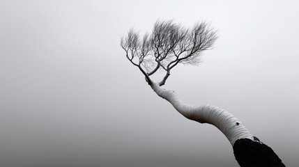 A stark, striking black and white photograph of a single, leafless, windswept birch tree with a curving white trunk against a solid, foggy gray background, symbolizing resilience and isolation.