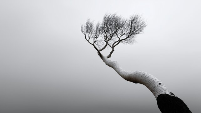 A stark, striking black and white photograph of a single, leafless, windswept birch tree with a curving white trunk against a solid, foggy gray background, symbolizing resilience and isolation.
