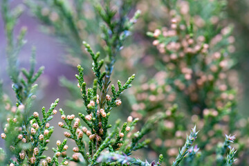 Detailed photo of Chinese juniper