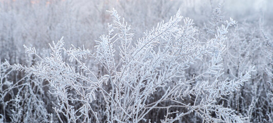 dawn on a snow-covered field amid grass. Snow and frost on the plants. Ice grass. Ice tale. winter background with branches covered with hoarfrost. The plants are covered with frost. Cold snowy 