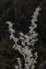 Macrophotography of a dry plant strewn with sharp frost crystals. The detailed winter texture and soft dark background blur create the atmosphere of a frosty morning.
