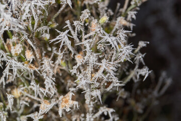 Macrophotography of a dry plant strewn with sharp frost crystals. The detailed winter texture and soft dark background blur create the atmosphere of a frosty morning.