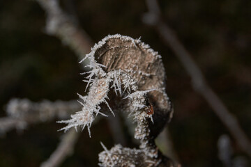Macrophotography of a dry plant strewn with sharp frost crystals. The detailed winter texture and soft dark background blur create the atmosphere of a frosty morning.