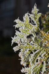 Macrophotography of a dry plant strewn with sharp frost crystals. The detailed winter texture and soft dark background blur create the atmosphere of a frosty morning.